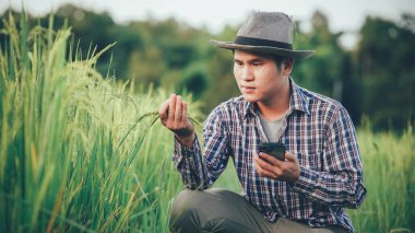 Genç çiftçiler pirinç tarlalarındaki pirinç çeşitliliğini araştırmak ve incelemek için dizüstü bilgisayar tabletleri kullanıyorlar. Pirinç tarlalarında çalışan akıllı çiftçiler. Modern çiftçilerin teknolojiyi kullanması kavramı.