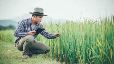 Genç çiftçiler pirinç tarlalarındaki pirinç çeşitliliğini araştırmak ve incelemek için dizüstü bilgisayar tabletleri kullanıyorlar. Pirinç tarlalarında çalışan akıllı çiftçiler. Modern çiftçilerin teknolojiyi kullanması kavramı.