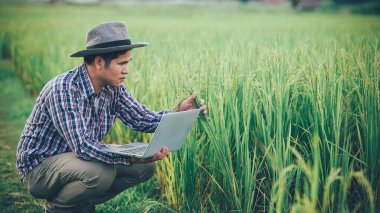 Genç çiftçiler pirinç tarlalarındaki pirinç çeşitliliğini araştırmak ve incelemek için dizüstü bilgisayar tabletleri kullanıyorlar. Pirinç tarlalarında çalışan akıllı çiftçiler. Modern çiftçilerin teknolojiyi kullanması kavramı.