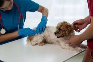 Veterinerler genç köpeklere yıllık hastalık kontrolü yapıyorlar. Shih Tzu ve genç sahibi küçük köpeği tutuyorlar.