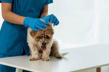 Yıllık sağlık kontrolü ve enjeksiyonlar Küçük köpek aşıları Köpeği Shih Tzu ile