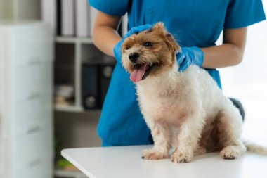 Yıllık sağlık kontrolü ve enjeksiyonlar Küçük köpek aşıları Köpeği Shih Tzu ile