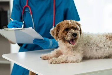 Yıllık sağlık kontrolü ve enjeksiyonlar Küçük köpek aşıları Köpeği Shih Tzu ile