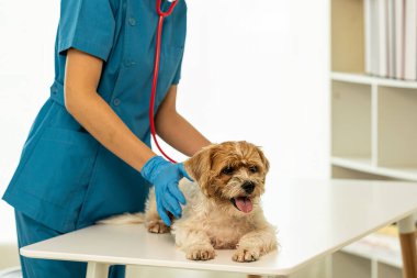 Yıllık sağlık kontrolü ve enjeksiyonlar Küçük köpek aşıları Köpeği Shih Tzu ile