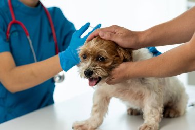 Yıllık sağlık kontrolü ve enjeksiyonlar Küçük köpek aşıları Köpeği Shih Tzu ile