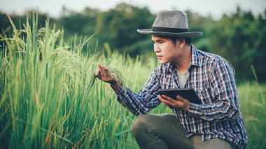 Genç çiftçiler pirinç çeşitlerinin tarlalarında geliştirilmesi ve araştırılması için tabletleri kullanıyorlar. Pirinç üretimi araştırmalarının verimliliğini arttırmak için. Akıllı çiftçilik ekimi kontrol etmek için teknolojiyi kullanır.