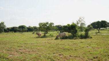 İnekler yerde ot yiyorlar. Asya inekleri. Çiftlikte Tayland inekleri, çiftlikte çiftçilik yapan inek arka planı. Genç ve şirin bir inek tarlada ot yiyor..