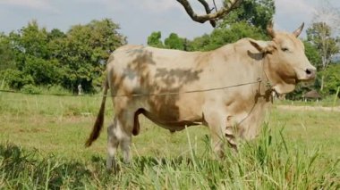 İnekler yerde ot yiyorlar. Asya inekleri. Çiftlikte Tayland inekleri, çiftlikte çiftçilik yapan inek arka planı. Genç ve şirin bir inek tarlada ot yiyor..
