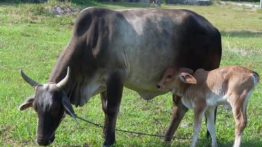 İnekler yerde ot yiyorlar. Asya inekleri. Çiftlikte Tayland inekleri, çiftlikte çiftçilik yapan inek arka planı. Genç ve şirin bir inek tarlada ot yiyor..