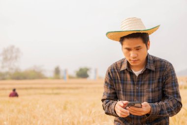 Asyalı erkek çiftçi arpa tarlasında hasat beklerken telefonu tutuyor.