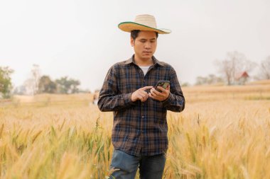 Asyalı erkek çiftçi arpa tarlasında hasat beklerken telefonu tutuyor.