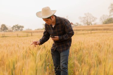 Asyalı erkek çiftçi arpa tarlasında hasat beklerken telefonu tutuyor.