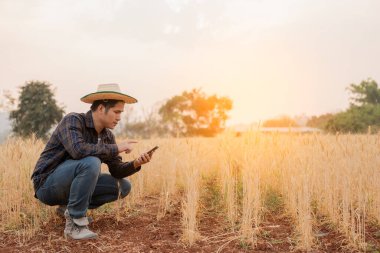 Asyalı erkek çiftçi arpa tarlasında hasat beklerken telefonu tutuyor.