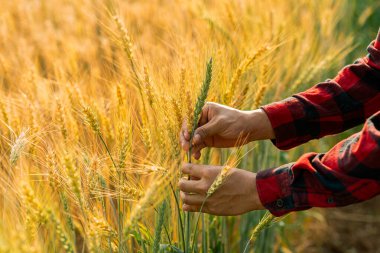 Arpa yetiştirme çiftliklerinde resim tableti analiz verilerinin geliştirilmesi akıllı tarım yenilikçi tarım kavramları. Çiftlikte analitik verilerin geliştirilmesi.