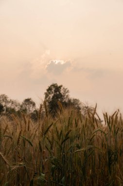 Erkek çiftçi tahıl tarlasını inceler ve tabletten buluta veri gönderir Akıllı tarım ve dijital tarım arpa tarlalarındaki verileri analiz eder