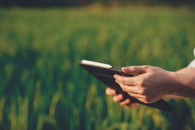 Çiftçiler olgun pirinç tanelerini özen ve gururla inceler. Genç çiftçiler pirinç çeşitleri ve tarım teknolojisi kavramlarını araştırmak ve incelemek için tablet kullanıyorlar..