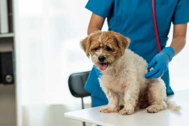 Modern bir veteriner kliniğinde bir Shih Tzu 'yu okşayan Asyalı kadın veteriner veteriner veterinerlik kliniğinde küçük bir köpeğe yardım ediyor..