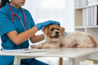 Modern bir veteriner kliniğinde bir Shih Tzu 'yu okşayan Asyalı kadın veteriner veteriner veterinerlik kliniğinde küçük bir köpeğe yardım ediyor..