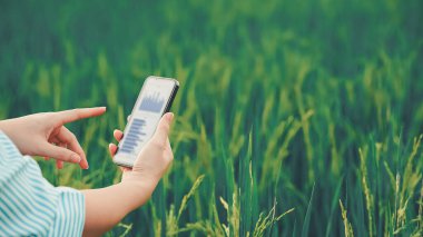 Pirinç tarlasında bitki hastalıklarını analiz ederken akıllı telefon kullanan kadın bir çiftlik işçisi. Akıllı telefon ve pirinç çiftçiliği kavramına sahip tarım teknolojisi yeniliği. Yakın plan..