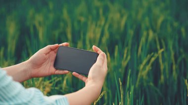 Pirinç tarlasında bitki hastalıklarını analiz ederken akıllı telefon kullanan kadın bir çiftlik işçisi. Akıllı telefon ve pirinç çiftçiliği kavramına sahip tarım teknolojisi yeniliği. Yakın plan..