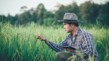 Genç Asyalı erkek çiftçi pirinç araştırmaları için dijital tablet tutuyor. Tarım ve teknoloji kavramlarıyla yeşil pirinç tarlasını gözlemliyorlar..