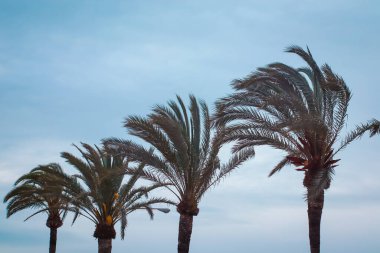 Kopyalama alanı olan rüzgarlı bir günde palmiye ağaçları