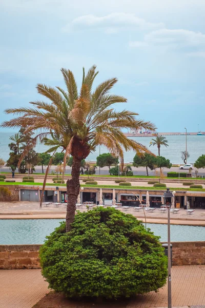 Palma Mallorca Spanya Nisan 2022 Palmiye Ağacı Arka Planda Deniz — Stok fotoğraf