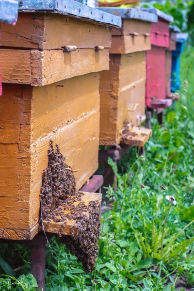 蜂の列を閉じると 入り口に多くの蜂が現れます — ストック写真