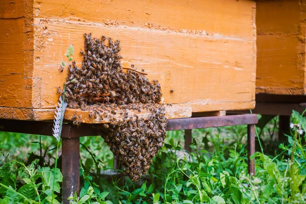 蜂の群れが入り口に並んでいる姿は低い — ストック写真