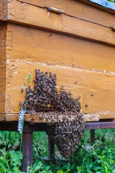 Vista Baja Colmena Con Pila Abejas Entrada —  Fotos de Stock