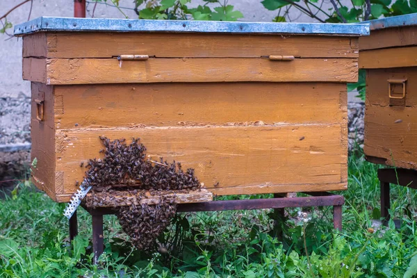 Front View Beehive Bees Entrance — Stock Photo, Image