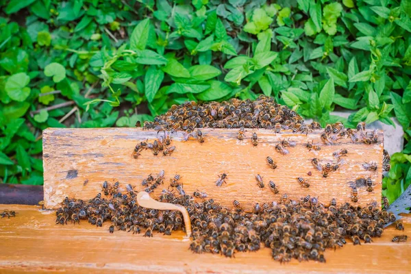 蜂の群れと蜂の巣の入り口のトップビュー — ストック写真
