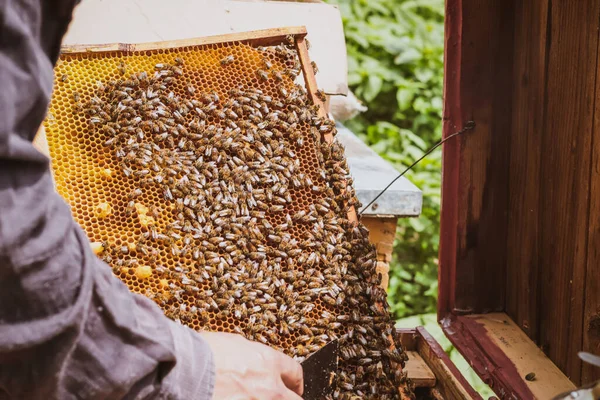 Man holding honey frame with bees close to the beehive