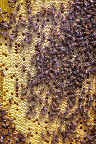 Sluiten Van Honingraat Met Honing Gesloten Cellen — Stockfoto