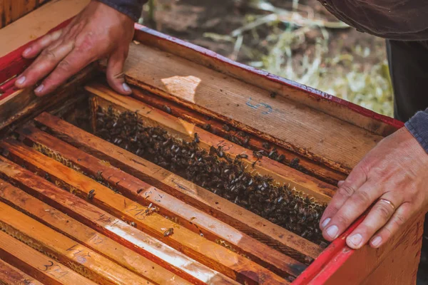 閉じますアップの男オープン蜂の巣フルの蜂蜜のフレーム — ストック写真