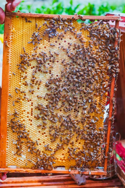 Mézvázat Tartó Férfi Méhekkel Méhkashoz Közel — Stock Fotó