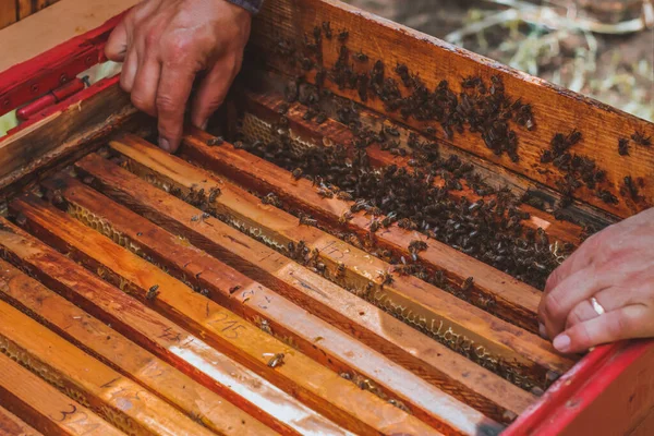 Close Man Opening Beehive Full Honey Frames — Stock Photo, Image