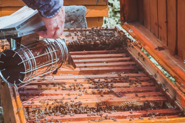 蜂の巣で蜂の喫煙者を使用して男の閉鎖 — ストック写真