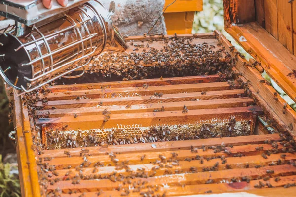 Közelkép Emberről Aki Méhkaptárban Szívja Méheket — Stock Fotó
