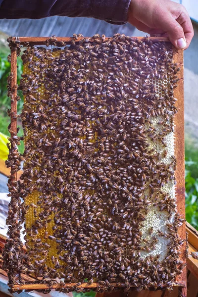 Man Met Honing Frame Met Bijen Dicht Bij Bijenkorf — Stockfoto