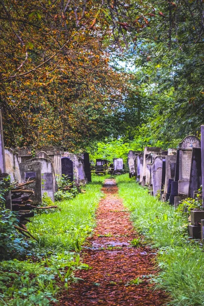 Cimitero Ebraico Con Percorso Tra Tombe Radauti Romania Durante Autunno — Foto Stock