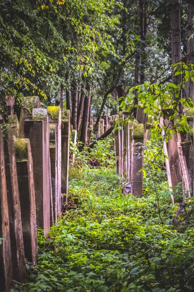 Cimitero Ebraico Con Vegetazione Tra Tombe Radauti Romania Durante Autunno — Foto Stock