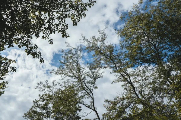 Tree Branches Sky Clouds — Stock Photo, Image