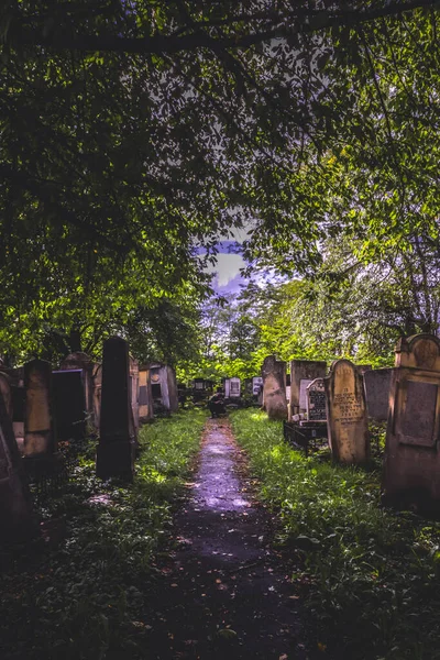 Cimitero Ebraico Con Percorso Tra Tombe Radauti Romania Durante Autunno — Foto Stock