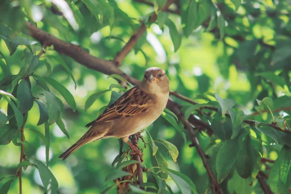 Yapraklarla bir ağaç dalında duran serçe kuşuna yaklaş