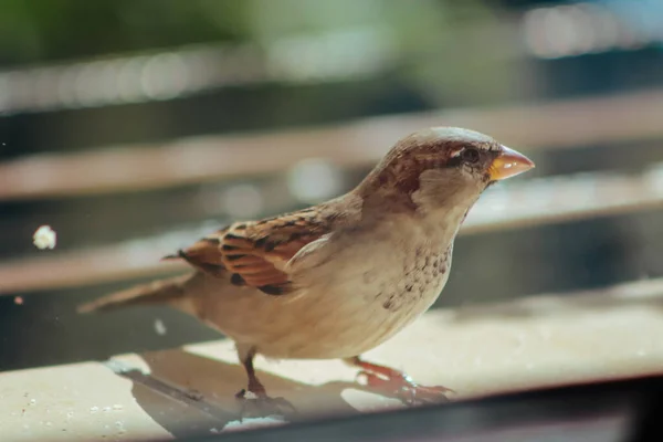 stock image Close up of sparrow bird eating bread