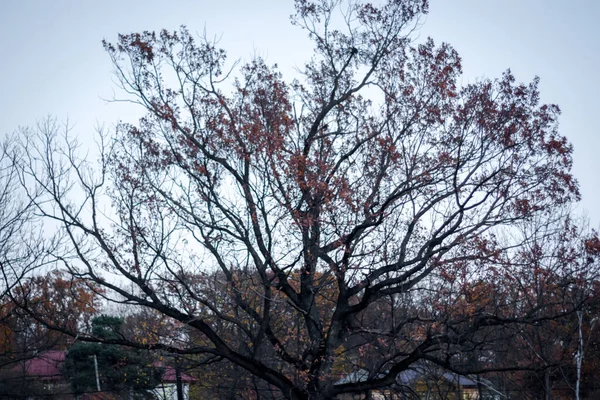 Baum Mit Breiten Ästen Herbst Mit Orangen Blättern — Stockfoto