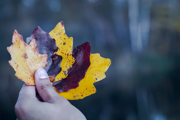 Close Hand Holding Autumn Yellow Leaves Blurred Background — Stock Photo, Image