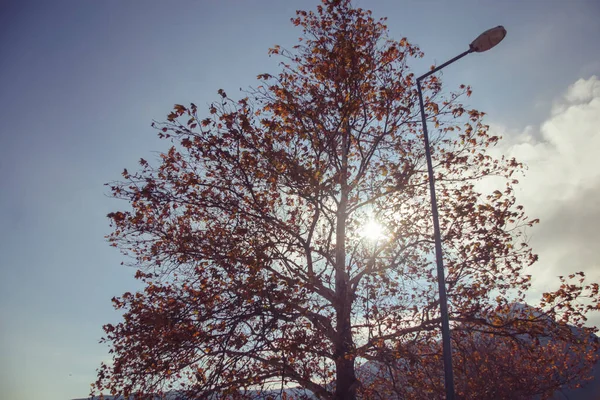 Hoher Baum Mit Fallenden Orangefarbenen Blättern Herbst Sonne Scheint Durch — Stockfoto