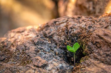 Doğanın narin cazibesi, bu büyüleyici makro fotoğrafla bir ağacın boşluğuna yerleştirilmiş kalp şeklinde genç bir yaprak.. 